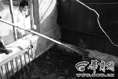 泰國(guó)鱷從農(nóng)家樂(lè)夜逃 “潛伏”綠化帶中被市民活擒