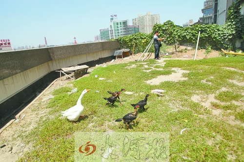 鄭州現樓頂私人花園 修涼亭魚池種菜養(yǎng)鵝(圖)
