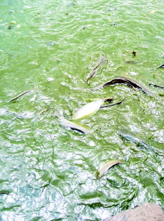 海口萬斤醫(yī)療垃圾污染鯰魚流向市場(圖)