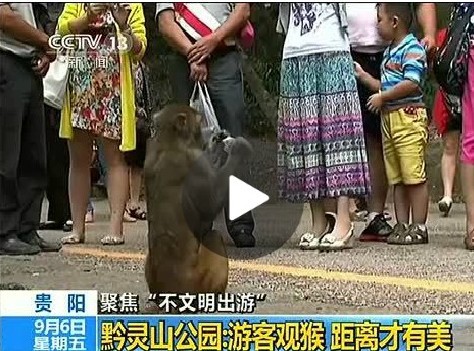 游客喂猴致男嬰睪丸被吞食 母親見(jiàn)狀嚇到崩潰(圖)