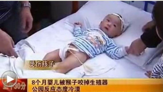 游客喂猴致男嬰睪丸被吞食 母親見(jiàn)狀嚇到崩潰(圖)