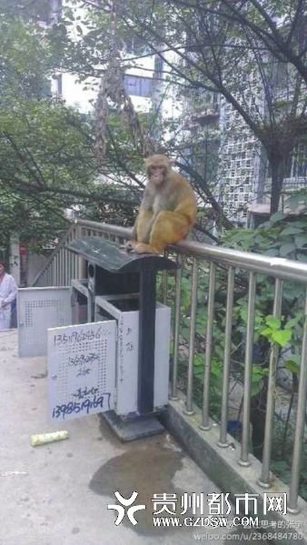 貴州野生獼猴下山入市區(qū) 亂翻垃圾嚇壞路人(圖)