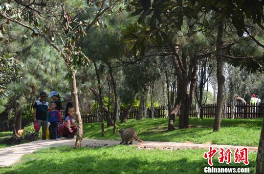 云南野生動物園一只浣熊疑被偷 與游人見面僅五天