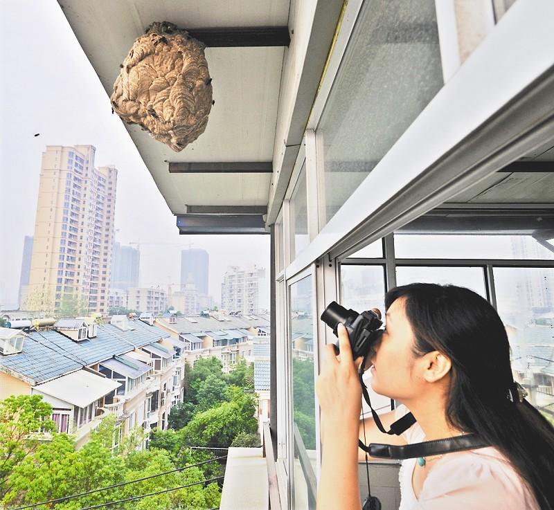 市民視屋檐下馬蜂為寵物天天拍照 鄰居心驚膽戰(zhàn)(圖)