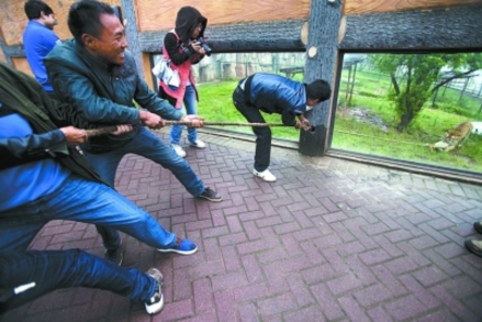 長沙動(dòng)物園“人虎拔河”引爭議 回應(yīng)稱為增強(qiáng)老虎野性