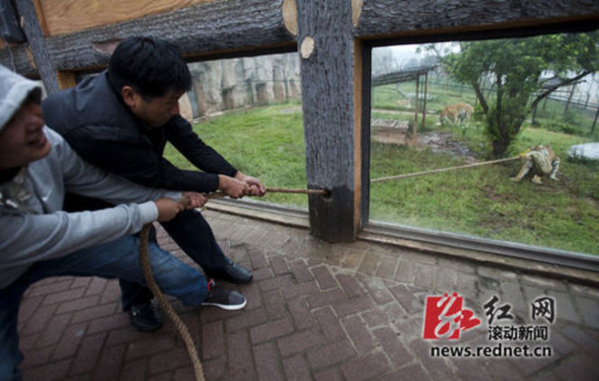 長(zhǎng)沙動(dòng)物園“人虎拔河”引爭(zhēng)議 回應(yīng)稱為增強(qiáng)老虎野性