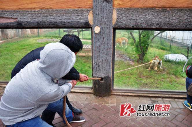 長沙動物園“人虎拔河”引爭議 回應(yīng)稱為增強(qiáng)老虎野性