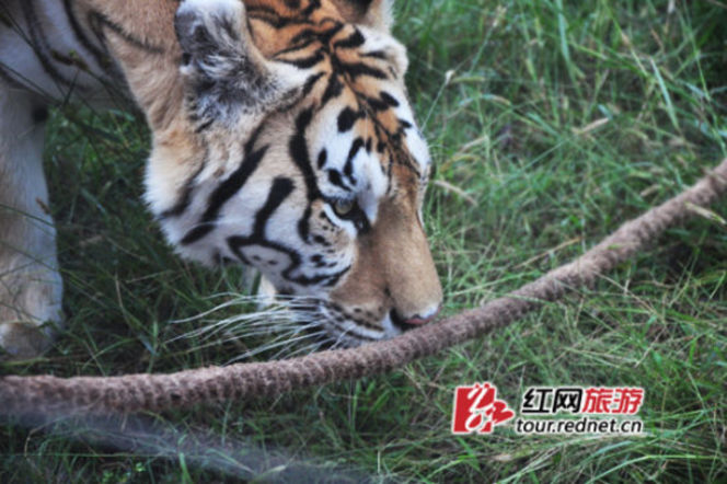 長沙動物園“人虎拔河”引爭議 回應(yīng)稱為增強(qiáng)老虎野性