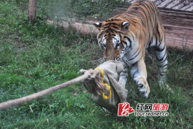 長(zhǎng)沙動(dòng)物園“人虎拔河”引爭(zhēng)議 回應(yīng)稱為增強(qiáng)老虎野性