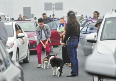 高速路上遛狗 出游陋習(xí)扎堆