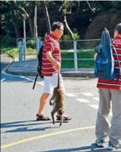 香港男子“移尸”惹怒猴群引怪叫 險(xiǎn)釀人猴大戰(zhàn)
