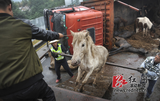 運(yùn)馬貨車高速上側(cè)翻 警察開警車追馬