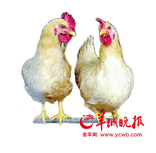 廣東專家預(yù)測：未來數(shù)月人染H7N9禽流感風(fēng)險明顯增加