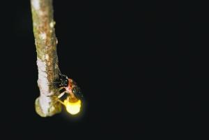 中國第一個(gè)螢火蟲博士研究螢火蟲13年