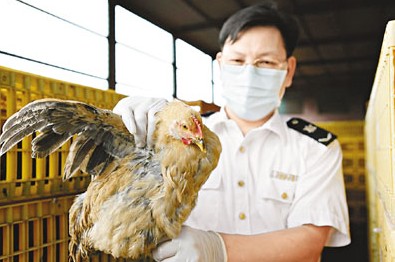 深圳供港雞場停送活禽 深圳市場正常銷售（圖）