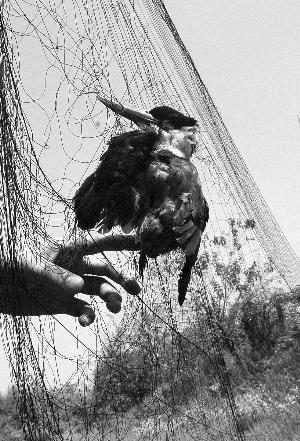 南昌新動物園現(xiàn)天網(wǎng)捕鳥 不少獵物上餐桌（圖）