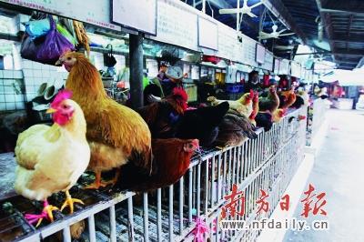 香港2人確診感染H7N9 深圳或關(guān)閉市區(qū)活禽交易市場