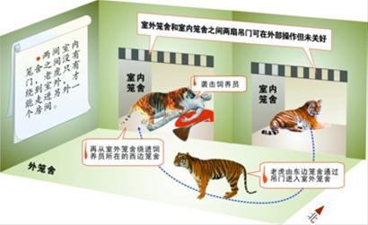 上海動(dòng)物園否認(rèn)虎吃不飽咬人 肇事虎不會(huì)被安樂(lè)死