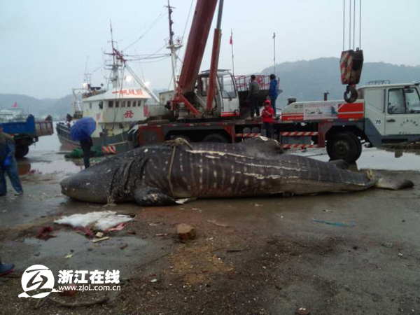 溫州漁民捕獲萬(wàn)斤大魚(yú) 或遭漁業(yè)部門處罰