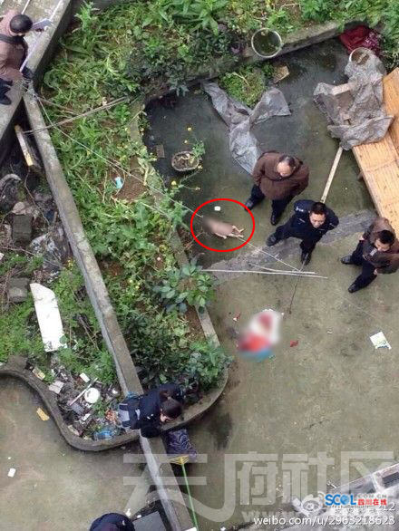 南充一嬰兒被扔下樓摔死 警方逐戶排查搜尋真兇