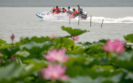 黃土高原圣天湖野荷盛開迎游客