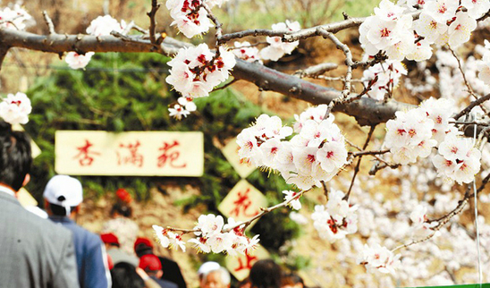 武鄉(xiāng)縣權(quán)店村舉辦首屆梅杏賞花節(jié)