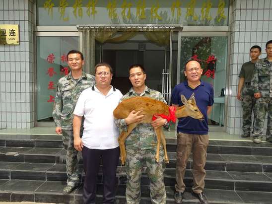 熱心軍人救獲國(guó)家二級(jí)保護(hù)動(dòng)物狍子