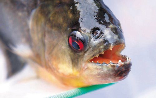 由食人魚(yú)談外來(lái)入侵物種