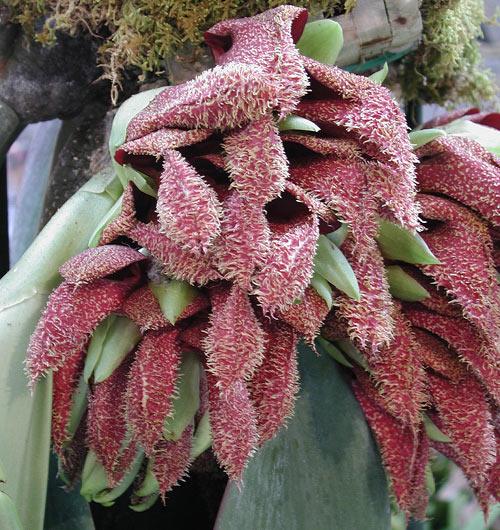 難聞！全球氣味最怪異的九種植物