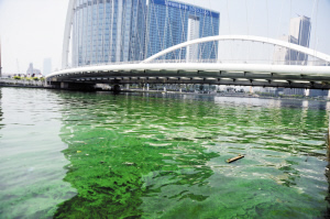 海河水面疑現(xiàn)藍藻 三個原因?qū)е卤l(fā)