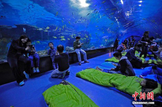 天津游客夜宿海洋館 體驗(yàn)與魚共眠（全文）
