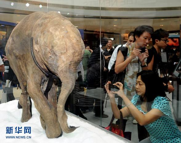 冰河時(shí)期長毛象寶寶首次在香港展出