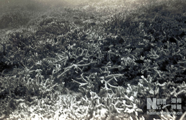 珍貴！1991年西沙科考海量歷史照