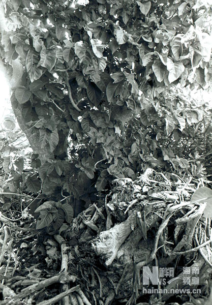 珍貴！1991年西沙科考海量歷史照
