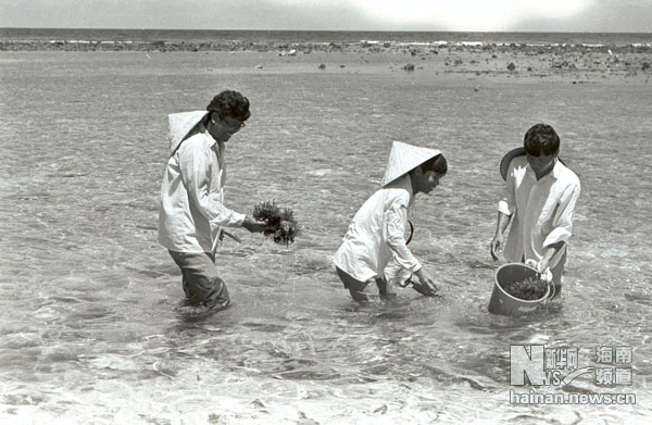 珍貴！1991年西沙科考海量歷史照