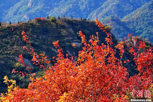 北京八達(dá)嶺紅葉進(jìn)入觀賞佳期