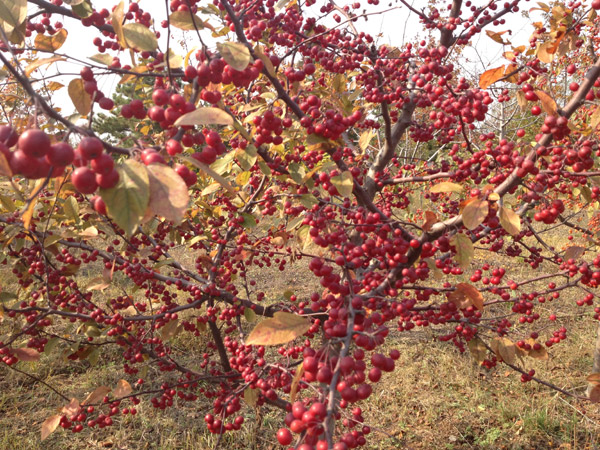 紅了楓葉，紅了海棠