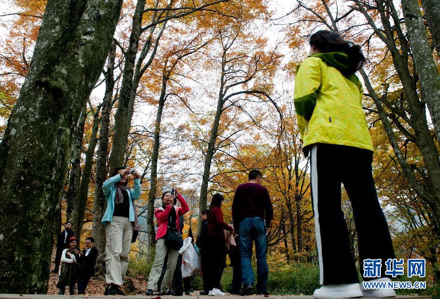 亞洲最長天然紅地毯 光霧山紅葉爛漫