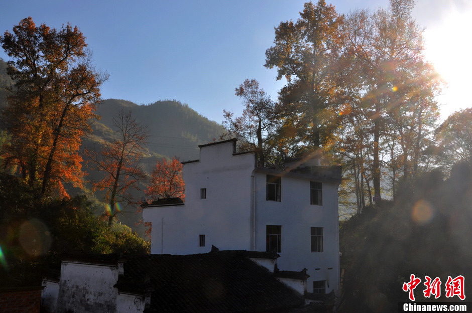 “最美鄉(xiāng)村”江西婺源紅楓引游客紛至沓來