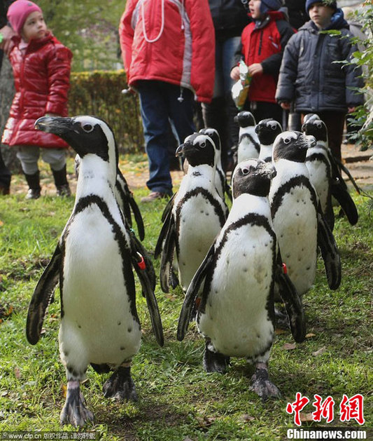 匈牙利企鵝走上街頭 和市民“親密接觸”