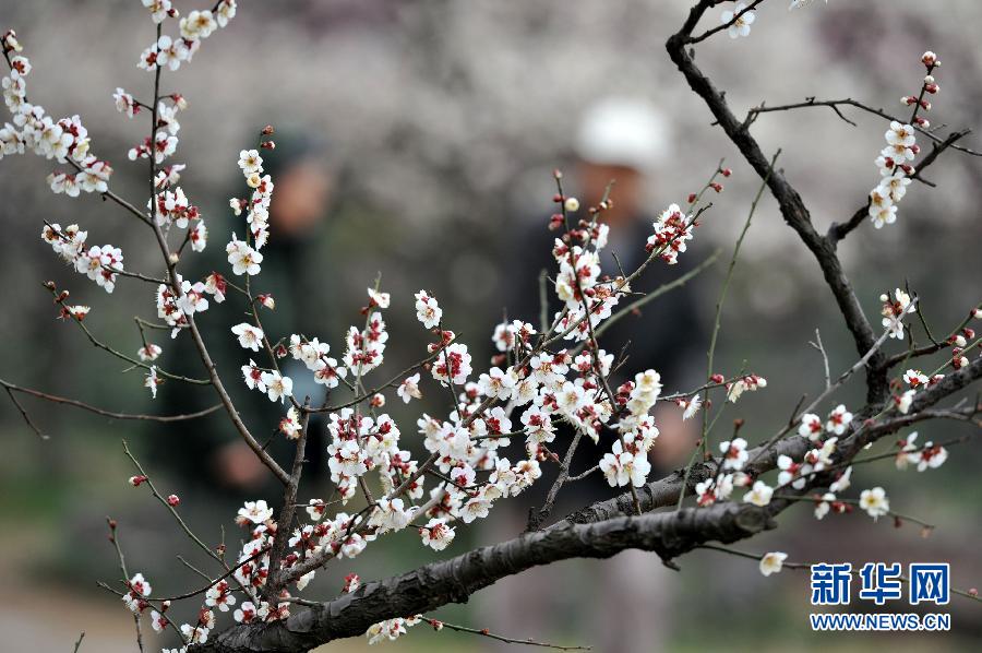 “花開(kāi)意盎然，雀鳥(niǎo)上枝頭”：聽(tīng)！春天的腳步聲
