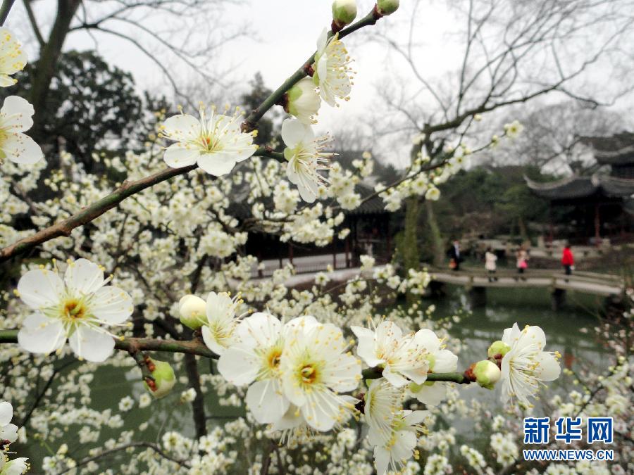 “花開意盎然，雀鳥上枝頭”：聽！春天的腳步聲