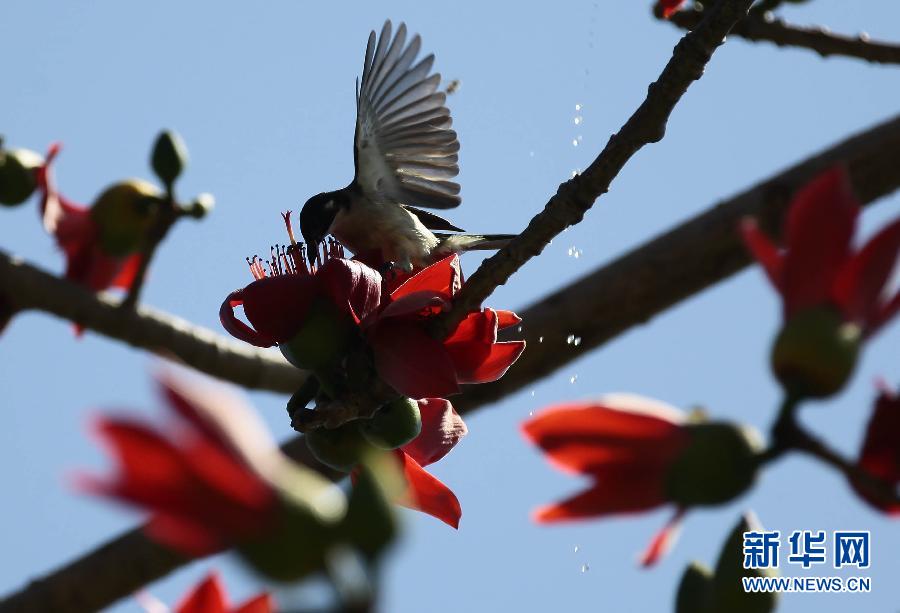 “花開(kāi)意盎然，雀鳥上枝頭”：聽(tīng)！春天的腳步聲