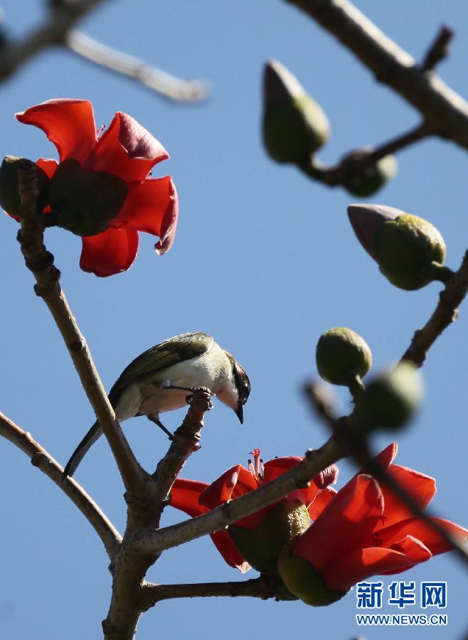 “花開意盎然，雀鳥上枝頭”：聽！春天的腳步聲