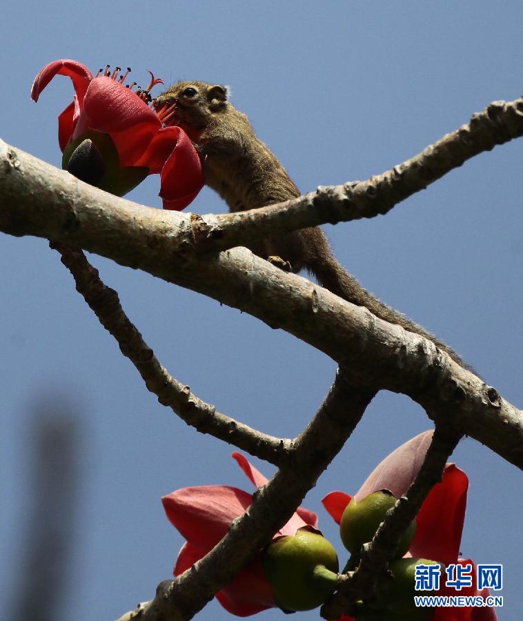 “花開意盎然，雀鳥上枝頭”：聽！春天的腳步聲