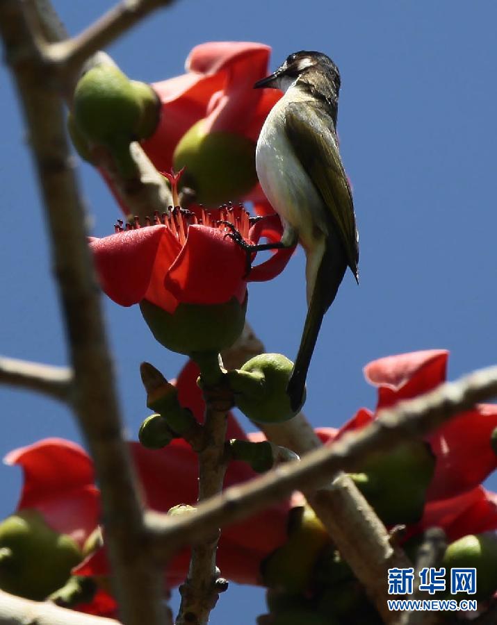 “花開(kāi)意盎然，雀鳥(niǎo)上枝頭”：聽(tīng)！春天的腳步聲