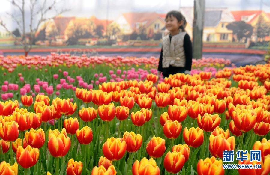 “花開(kāi)意盎然，雀鳥(niǎo)上枝頭”：聽(tīng)！春天的腳步聲