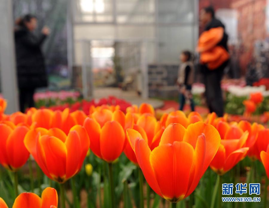“花開意盎然，雀鳥上枝頭”：聽！春天的腳步聲