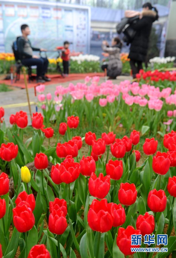 “花開(kāi)意盎然，雀鳥(niǎo)上枝頭”：聽(tīng)！春天的腳步聲