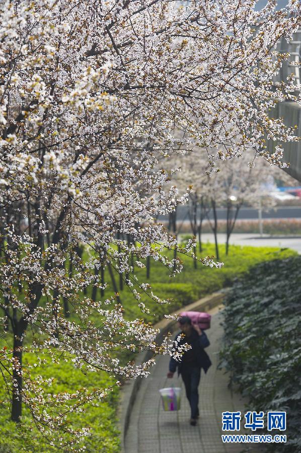“花開意盎然，雀鳥上枝頭”：聽！春天的腳步聲